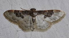 Idaea mustelata