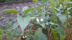Solanum nigrum