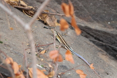 Trachylepis margaritifera