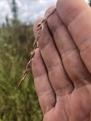 Rhynchospora inexpansa