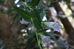 Tripterospermum lanceolatum