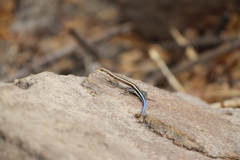 Trachylepis margaritifera