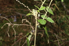 Sida hackettiana