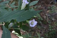 Tripterospermum lanceolatum