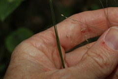 Panicum effusum