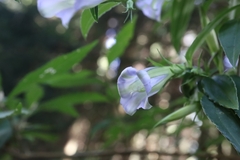 Tripterospermum lanceolatum