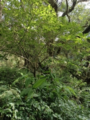 Cephalantheropsis obcordata