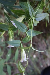 Tripterospermum lanceolatum