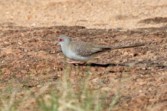 Geopelia cuneata