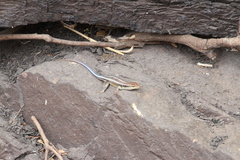 Trachylepis margaritifera