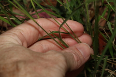 Panicum effusum
