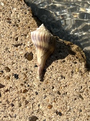 Sinistrofulgur pulleyi