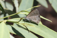 Theclinesthes