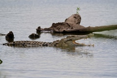 Crocodylus niloticus
