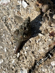 Triplofusus giganteus