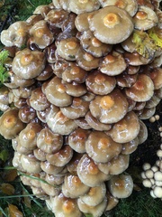 Kuehneromyces