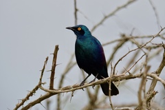 Lamprotornis chalybaeus