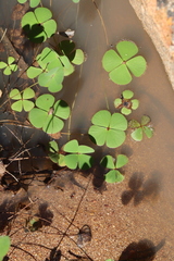 Marsilea