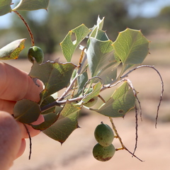 Grevillea wickhamii