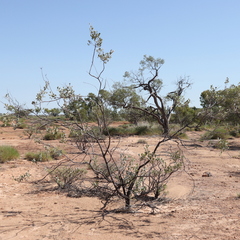 Grevillea wickhamii