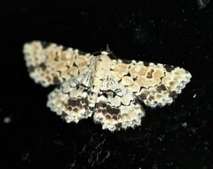 Sandava scitisignata