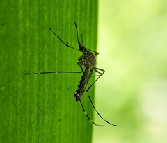 Aedes alboannulatus
