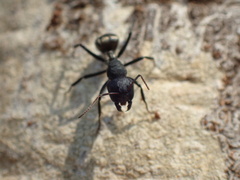 Camponotus sericeus