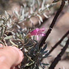 Eremophila