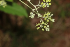 Astrotricha latifolia