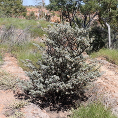 Eremophila