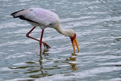 Mycteria ibis