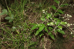 Astrotricha latifolia