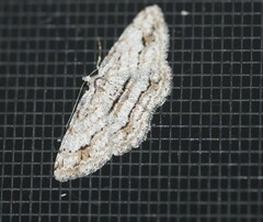 Didymoctenia exsuperata