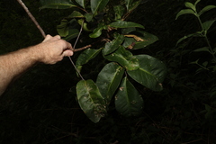 Flindersia bennettii