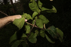 Flindersia bennettii