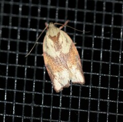 Euchaetis crypsichroa