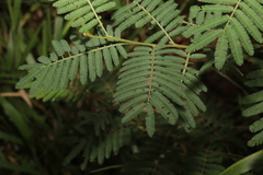 Acacia oshanesii