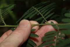 Acacia oshanesii