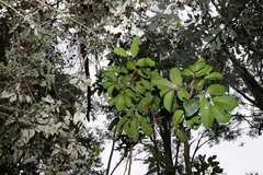 Flindersia bennettii