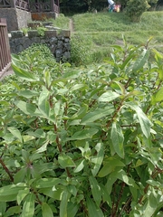 Hygrophila pogonocalyx