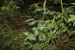 Acacia oshanesii