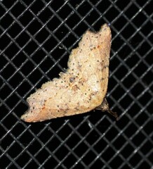 Philogethes metableta