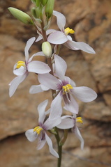 Cyanella orchidiformis