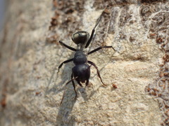 Camponotus sericeus