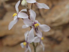 Cyanella orchidiformis