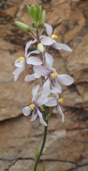 Cyanella orchidiformis