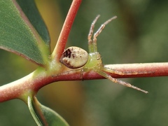 Australomisidia pilula