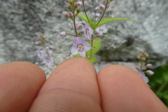 Veronica urticifolia