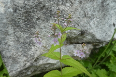 Veronica urticifolia