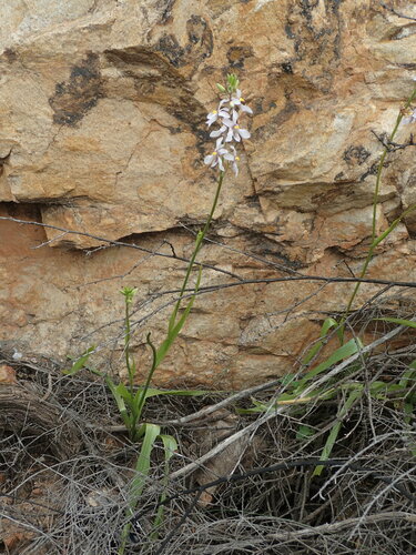 Image of Cyanella orchidiformis by no rights reserved